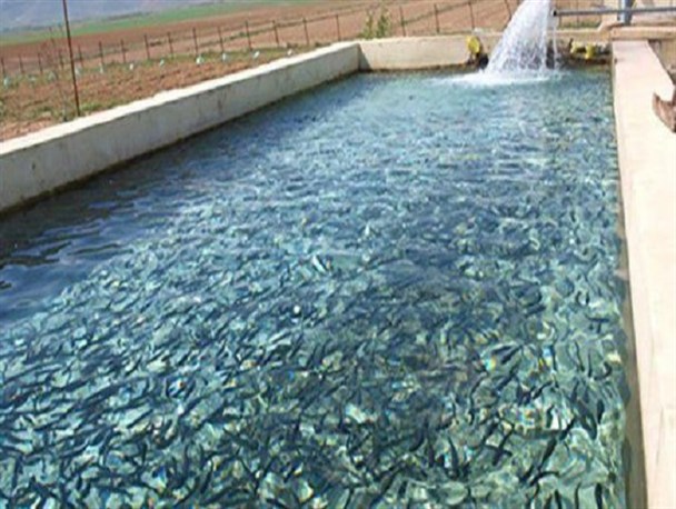 بیش از 8 هزار تن ماهی سال گذشته در اصفهان تولید شده است/ استخرداران با مشاوره استخرهایشان را ماهی دار کنند