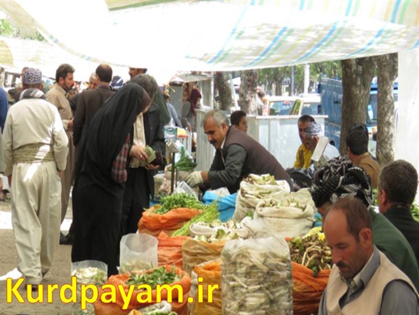 بازار فروش گیاهان خوراکی کوهی در پیرانشهر
