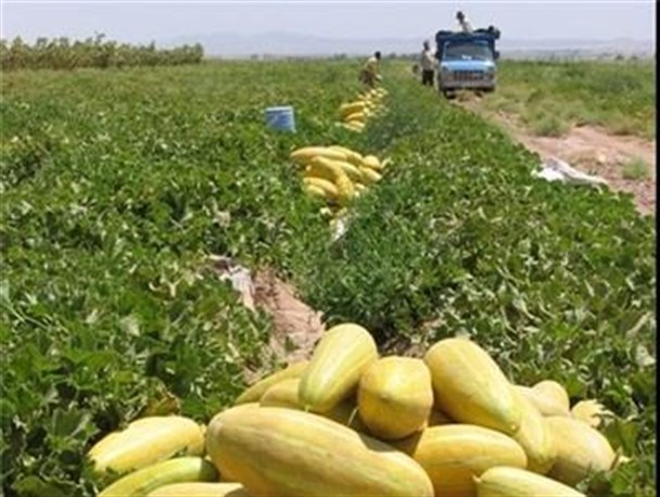 برداشت خربزه خارج از فصل در رودبار آغاز شد
