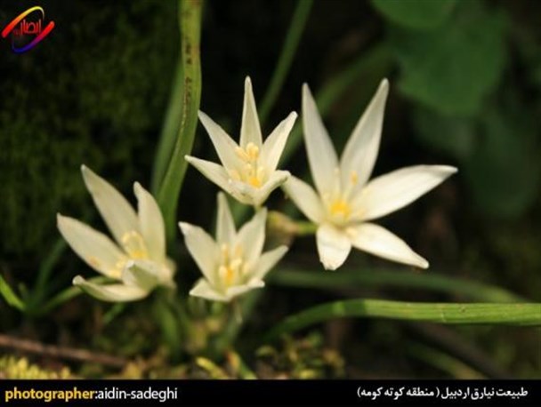 طبیعت زیبای کوته کومه