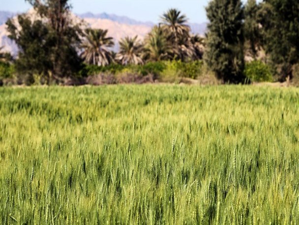 هیچگونه کمبود کمباینی در دلگان وجود ندارد