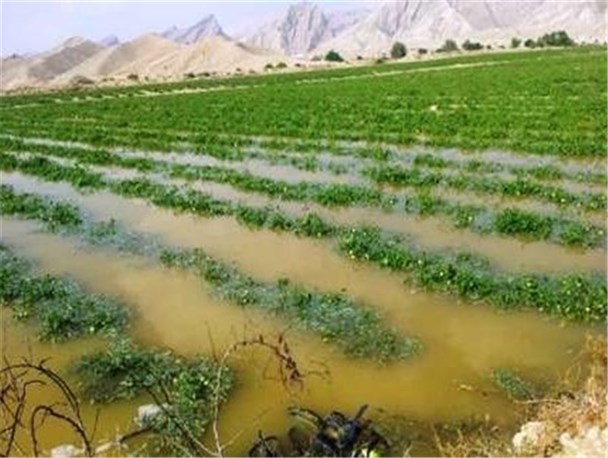 آفتاب نتابد محصولی نخواهیم داشت