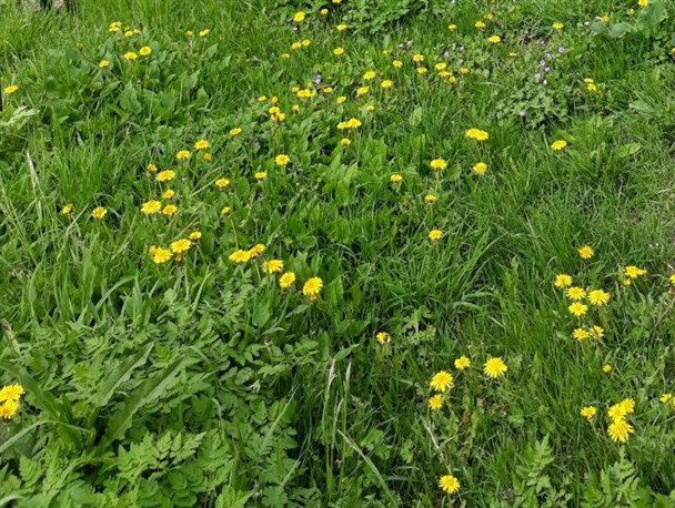 سرپلذهاب پتانسیل خوبی در حوزه کشاورزی دارد / لزوم برخورد با حفر چاههای غیرمجاز