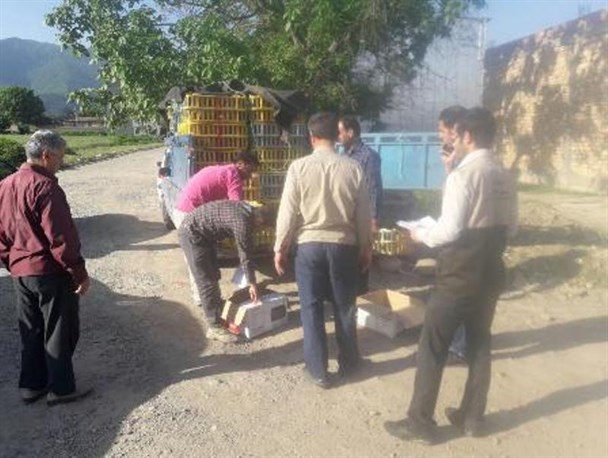 توزیع هزار و ۲۰۰ جوجه 45 روزه توسط بسیج سازندگی شهرستان رامیان+ تصاویر