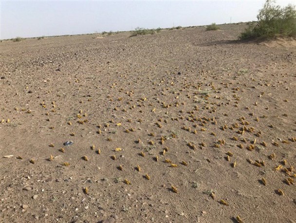 حمله ملخ های صحرایی به سیستان و بلوچستان همچنان ادامه دارد/مبارزه با ملخ ها از مرز ۵۰ هزار هکتار گذشت