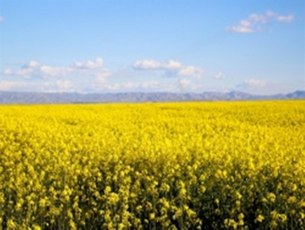 مزارع زیبای کلزا در پلدشت + تصاویر