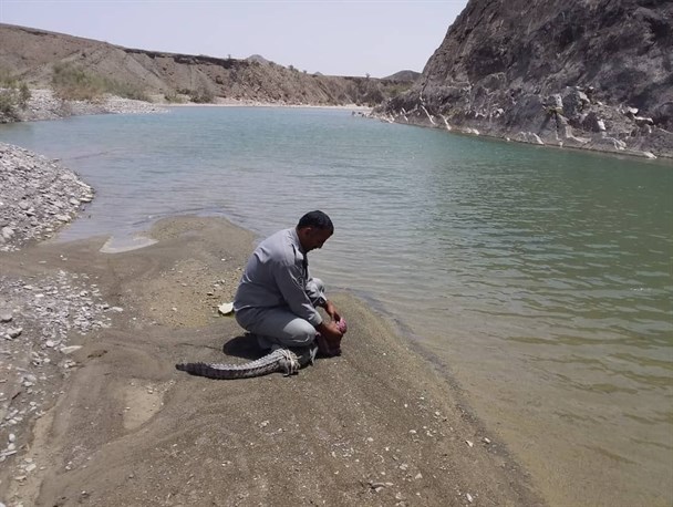 ​زنده گیری یک سر تمساح مردابی سرگردان در قصرقند