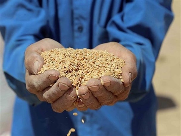 خرید گندم در سیستان و بلوچستان از مرز ۸ هزار تن گذشت