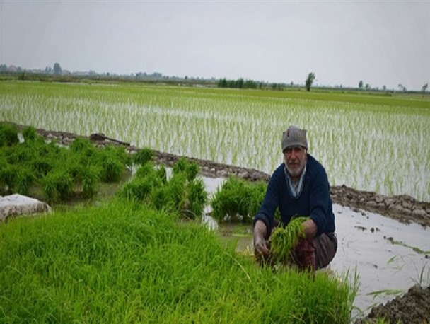 جهش تولید، فرصتی برای خودکفایی برنج در استان‌های شمالی/ اختلاف 2 وزارتخانه، چالش برای کشور و کشاورز