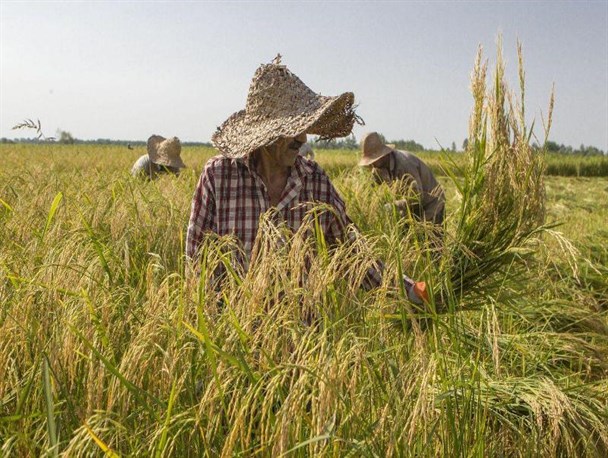 کشت برنج در طارم ممنوع است/ بی‌رغبتی کشاورزان طارم برای بیمه‌کردن محصولات