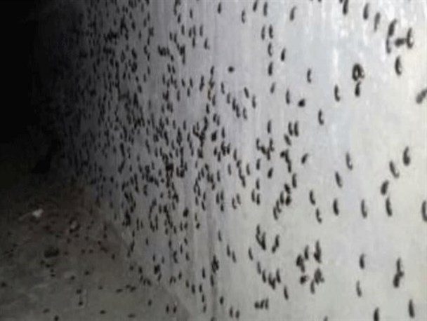 بارندگی‌ها عامل حمله سوسک‌ها به  قزوین  است/ مناطق آلوده سم‌پاشی می‌شود