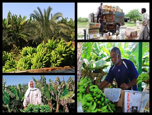 وقتی پشتیبانی از فرصت ها ‏ارمغان آور تحول اقتصادی می شود/ قابلیت سیستان و بلوچستان برای خودکفایی در تولید موز