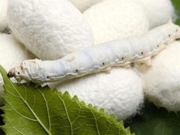 بیش از ۸۰۰ کیلوگرم پیله تر ابریشم در آذربایجان غربی تولید می‌شود