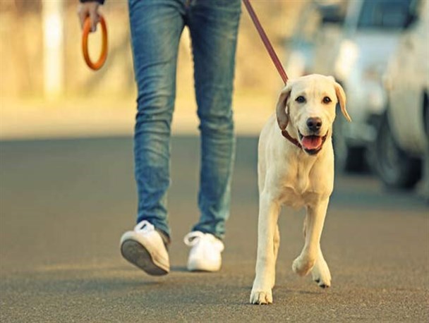 سگ گردانی جرم است و نیازی به طرح شکایت نیست/ مردم مزاحمت‌ها را به پلیس اطلاع دهند