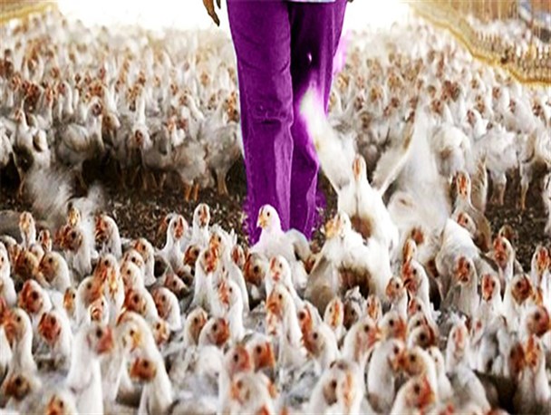 حذف خسارت‌های روحانی برای رئیسی، رفتن روی مین است/قیمت‌گذاری مرغ و تخم مرغ در فضای مجازی دروغ و برای سو استفاده است