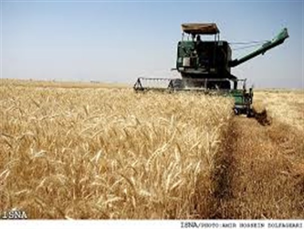 کاهش 15 درصدی برداشت گندم و جودر شهرستان ری