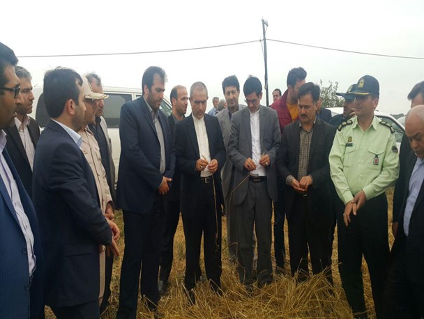 بازدید استاندار اردبیل از مزارع آسیب دیده از تگرگ در پارس آباد +تصاویر