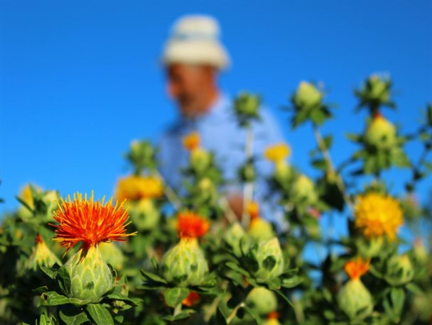 برداشت گیاه دارویی «گل خشت» از مزارع روستای ده زیار کرمان