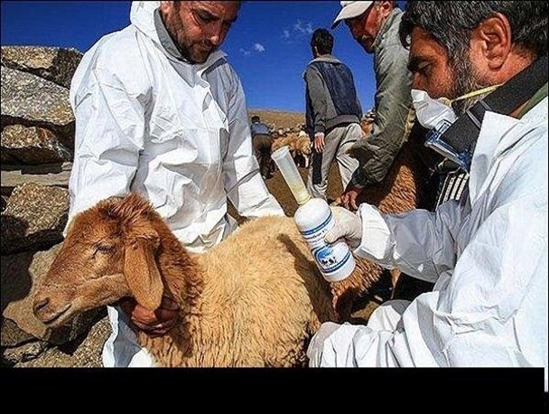 52 هزار راس دام علیه بیماری تب برفکی در بانه واکسینه می شوند