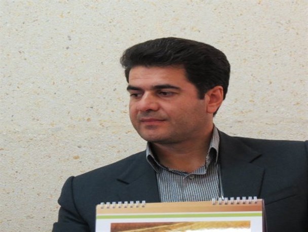 65 درصد مزارع گندم بیجار خسارت دیده اند