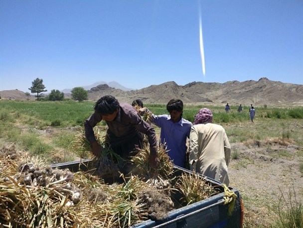 برداشت اولین محصول سیر از مزارع شهرستان میرجاوه