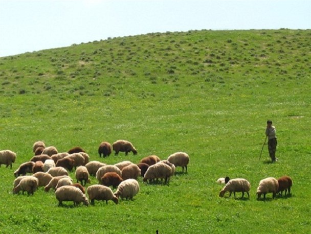 چرای دام در مراتع شازند دو برابر ظرفیت مجاز