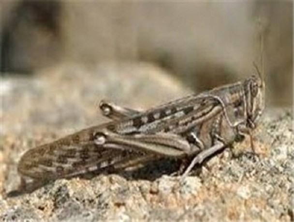 هجوم ملخ ها به اراضی روستای عمران آباد اصلاندوز/ تداوم مبارزه با آفت ملخ در 7 هزار هکتار از مراتع پارس آباد+تصاویر