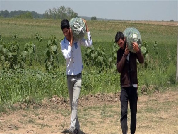 گزارش تصویری/ برداشت خیار از مزارع شهرستان پارس آباد