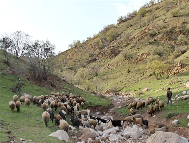پسماند و فاضلاب شهری، 2 تهدید انسانی جدی پیش روی البرز/ زیستگاه های استان زیر تیغ چرای دام و جاده سازی!/ زهکش نظرآباد مستعد ایجادکانون گرد و غبار است
