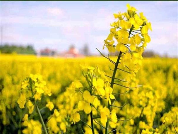 خرید تضمینی ۸۰۰ تن کلزا در مناطق گرمسیری از کشاورزان کرمانشاهی