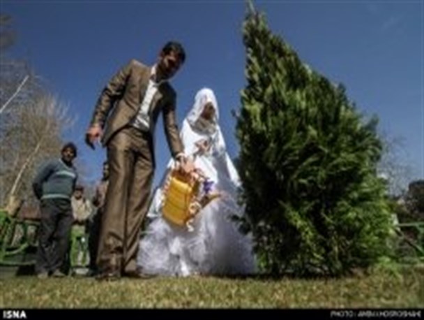 عروس دامادهای تبریزی درخت می کارند