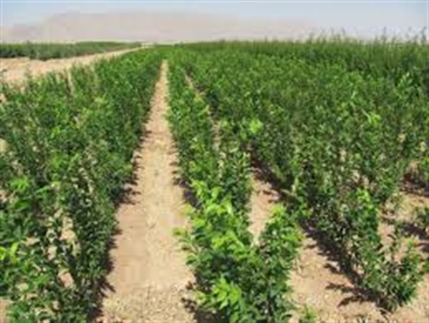 مشارکت بیش از 400 بانوی جهادگر کرجی در عرصه اقتصاد مقاومتی