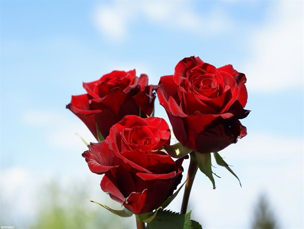 اهدای 1000 شاخه گل به شهروندان بجنوردی