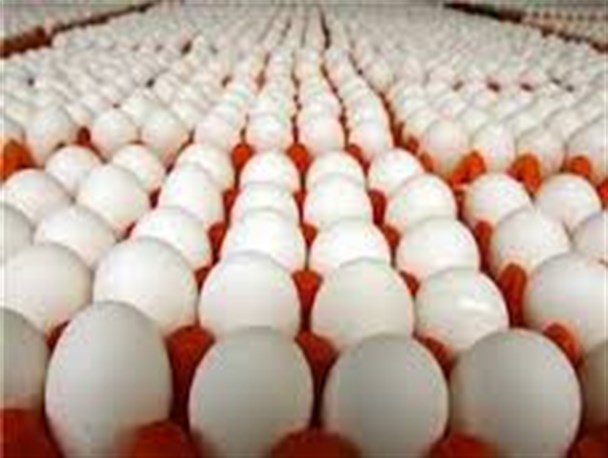 صادرات ۱۰۰ تن تخم‌مرغ از قزوین به کشورهای همسایه