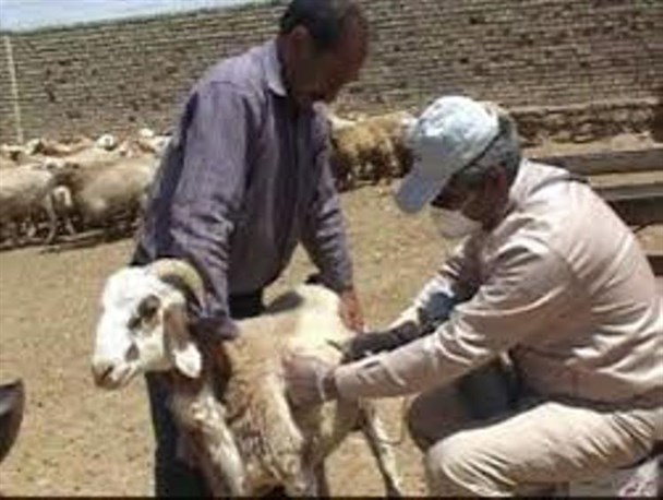 واکسیناسیون بیش از 109هزار گوسفند و بز علیه بیماری آبله درقاین