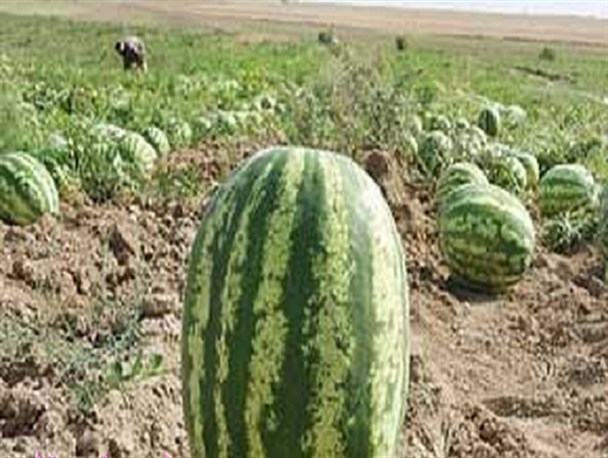 ماجرای شهروندان چرامی که از غیر بومیان کشاورزی آموختند/افزایش سود با تغییر نوع کشاورزی+ تصاویر