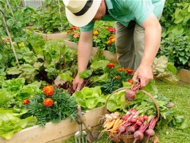 تلاش یک کشاورز ساوجی برای تولید سبزی و صیفی جات ارگانیک