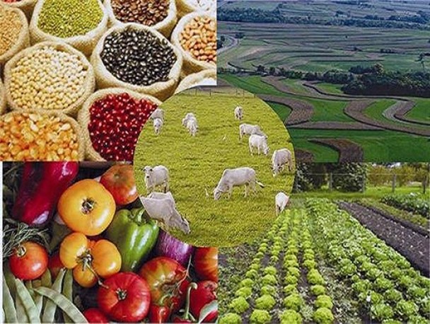 مدیریت یکپارچه زنجیره تولید و توزیع، کلید مشکل گشای گرانی محصولات غذایی