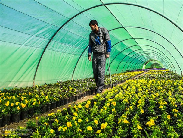 کشت گلخانه‌ای؛ راهکاری مدرن برای مقابله با معضلاتی همچون گرما، سرمای هوا و کم‌آبی