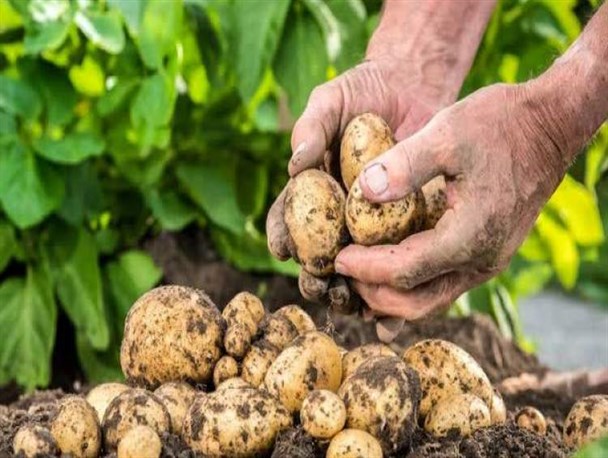 کشت سیب‌زمینی در بیش از ۴۰۰۰ هکتار از اراضی کشاورزی چهارمحال‌وبختیاری آغاز شد