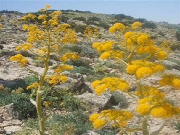 گیاه باریجه یا قسنی+تصاویر