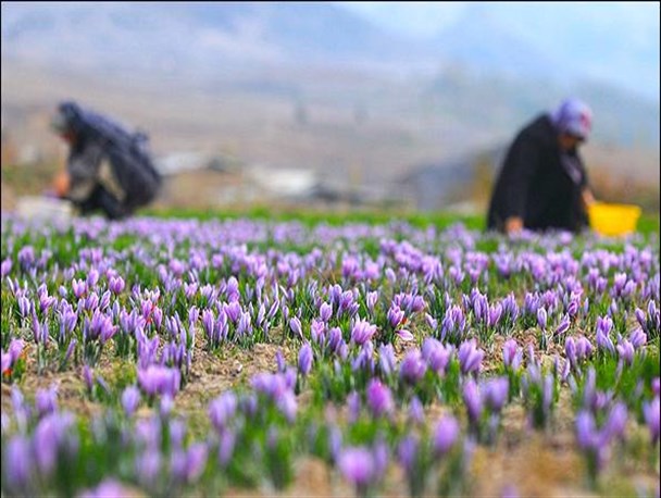 پیش بینی تولید 172 کیلوگرم زعفران در همدان