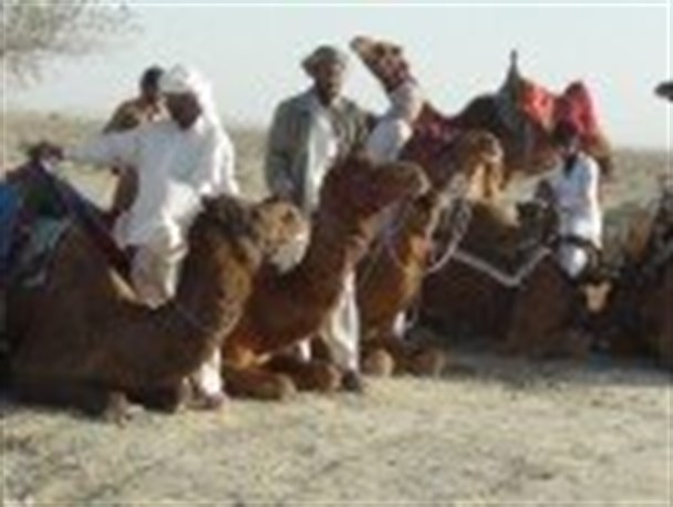 برخورد خودرو با شتر در جاسک باز هم کشته داد/ مسئول جمع آوری و ساماندهی شترها در جاسک کیست؟