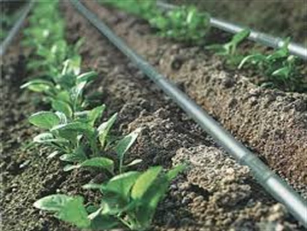 راهی جز تجمیع اراضی و آبیاری کم فشار نداریم