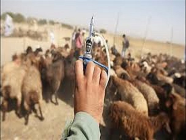 20 هزار دام کوچک در رودسر علیه طاعون واکسینه شدند