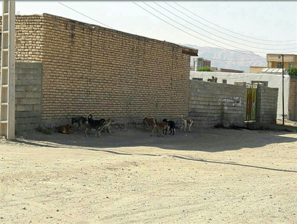 جولان سگ‌های ولگرد در کوچه و خیابان‌های کهنوج+تصاویر