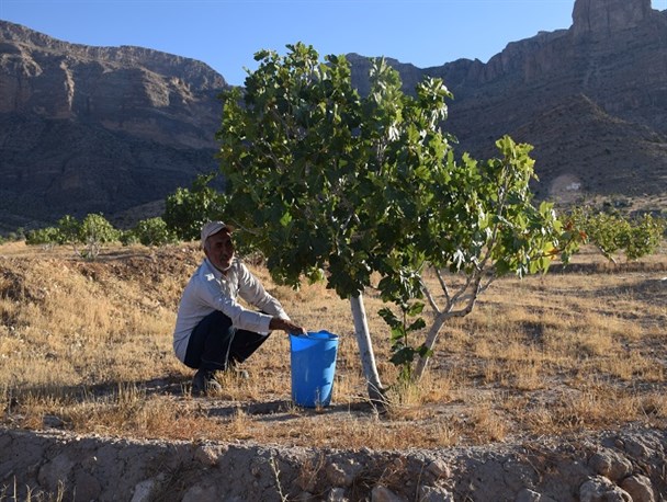 آغاز برداشت انجیر از باغات شهرستان نی ریز