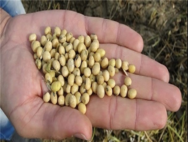 انگیزه کشاورزان گلستانی برای کشت سویا در استان کاهش پیدا کرده است