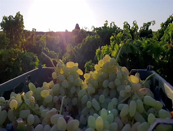 آغاز برداشت انگور از قطب تولید این محصول در خراسان رضوی/ خلیل آباد بیش از 5 هزار هکتار باغ انگور دارد