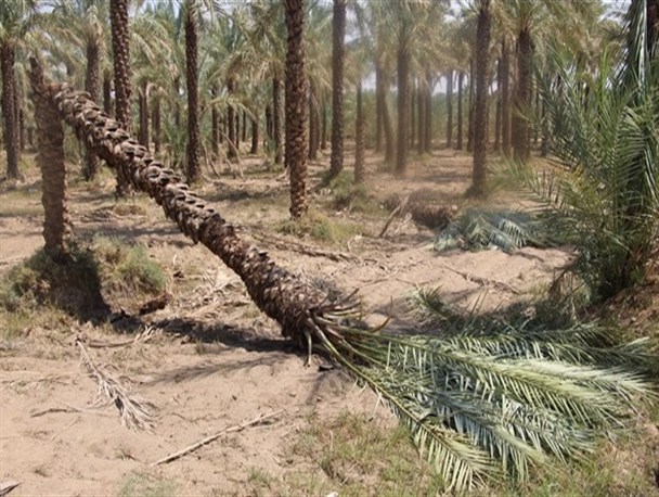 ثمره ی یکسال تلاش نخلداران دشتستانی به باد رفت/ پرداخت خسارت خواسته ی همه نخلداران+ تصاویر